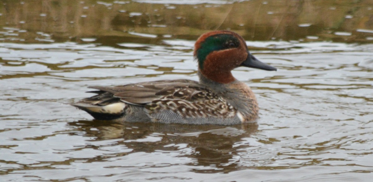 Green-winged Teal - ML42444991