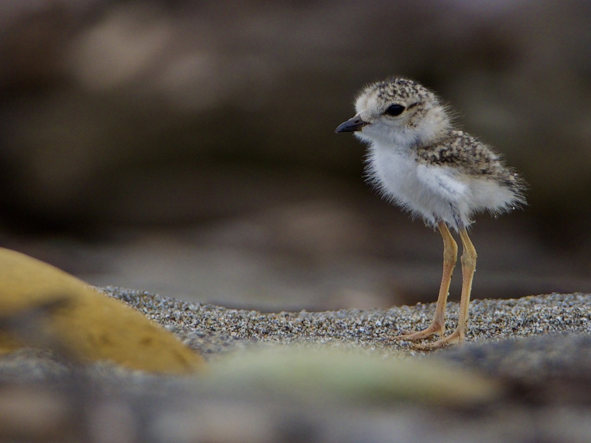 Collared Plover - Bobby Wilcox