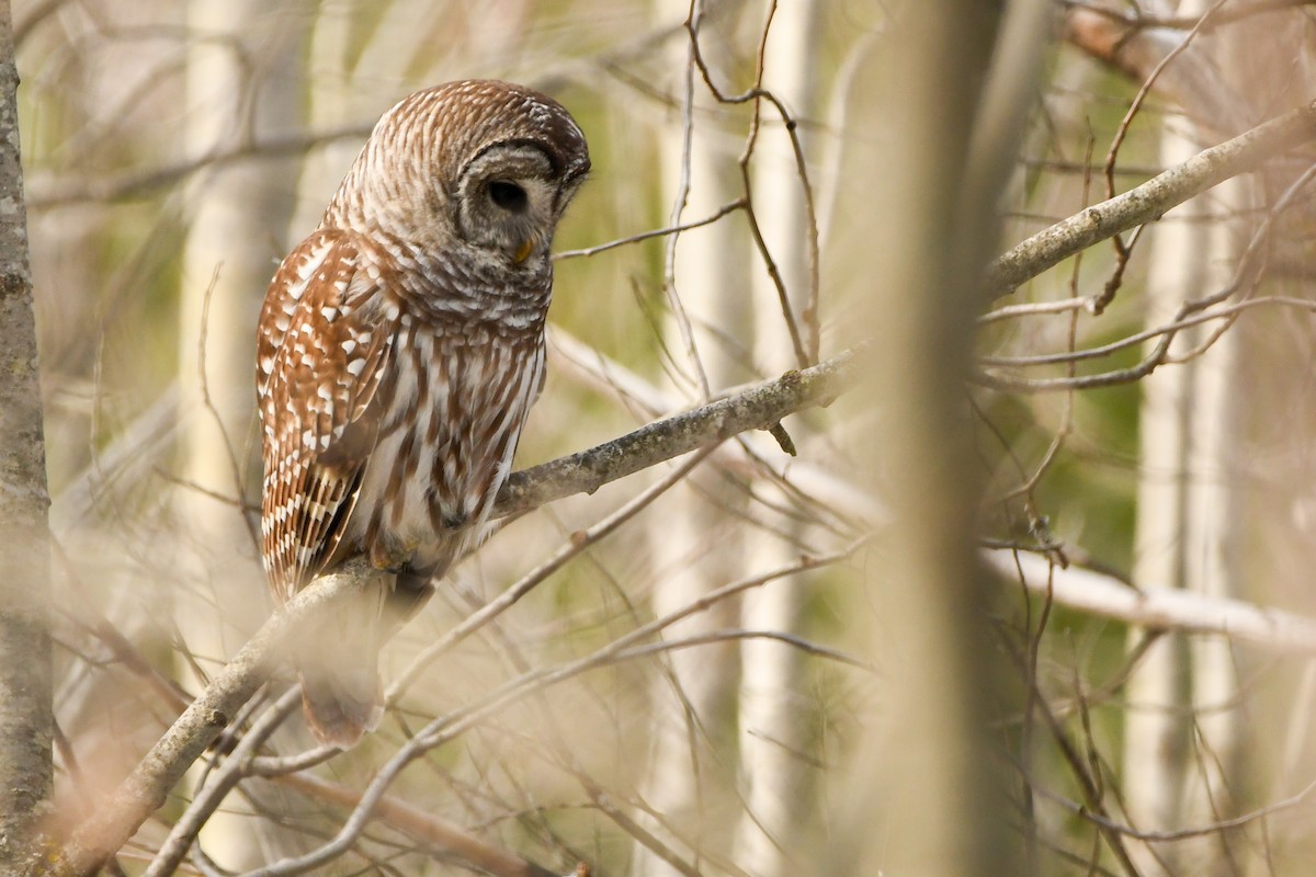 Barred Owl - ML424454921