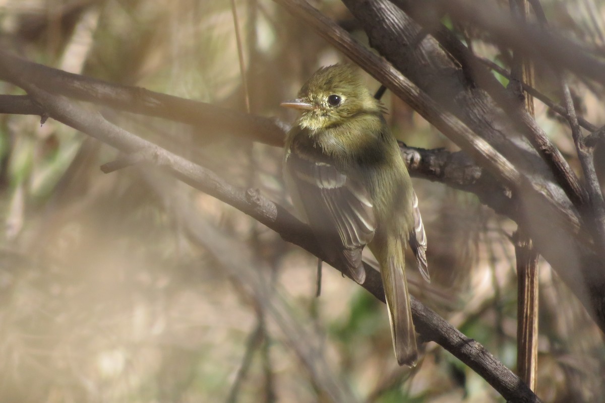 Western Flycatcher (Pacific-slope) - amy silver