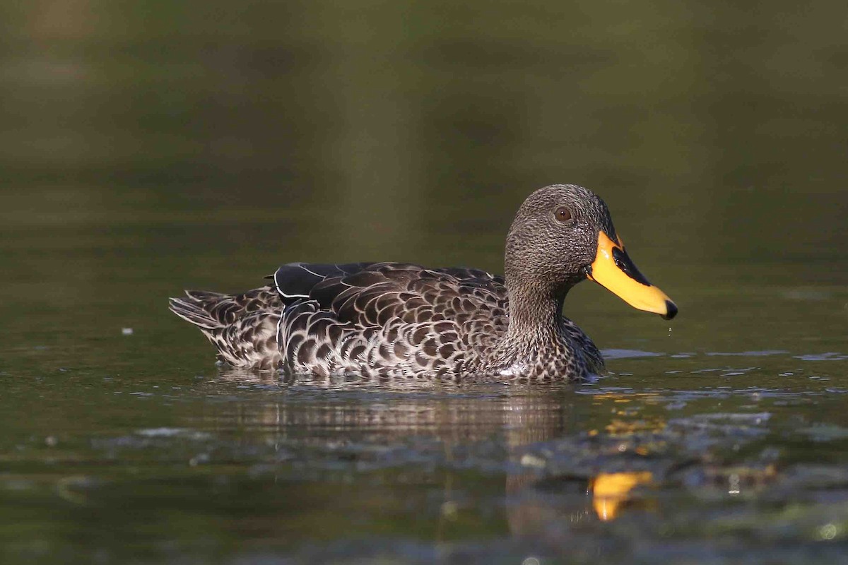Yellow-billed Duck - Charmaine Anderson