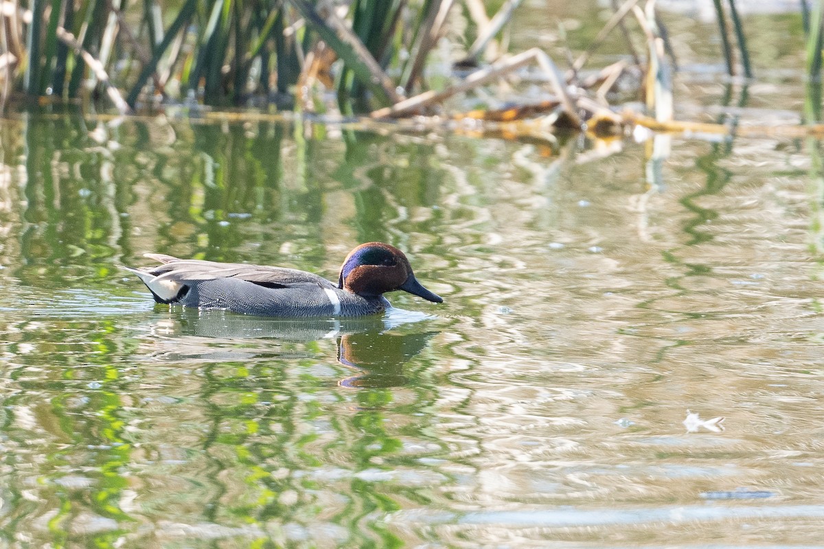 Green-winged Teal - ML424464971