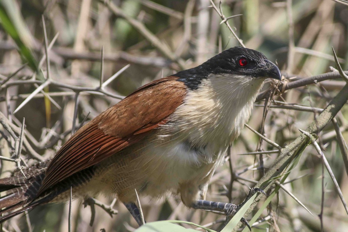 White-browed Coucal (Burchell's) - Charmaine Anderson