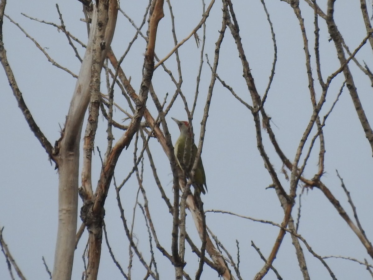 Iberian Green Woodpecker - ML424469281