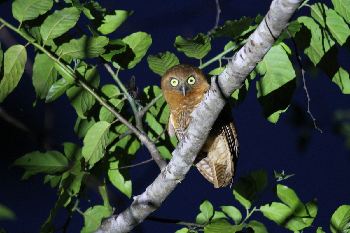 Tanimbar Boobook - Ninox forbesi - Birds of the World