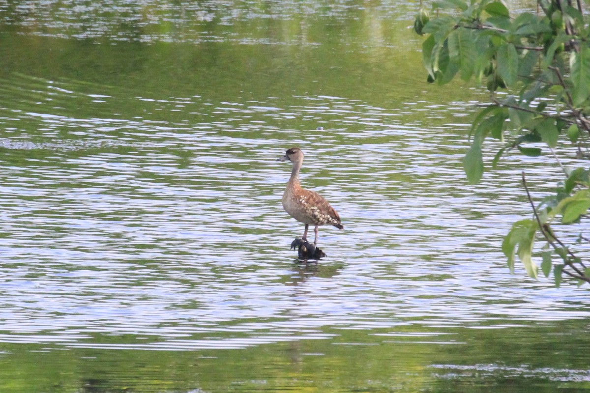 Spotted Whistling-Duck - Charles Davies