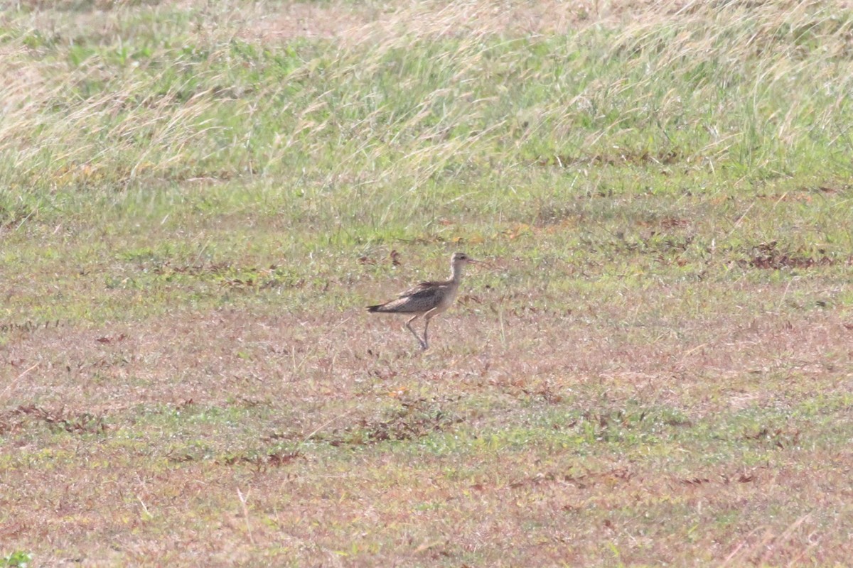 Little Curlew - ML42448501