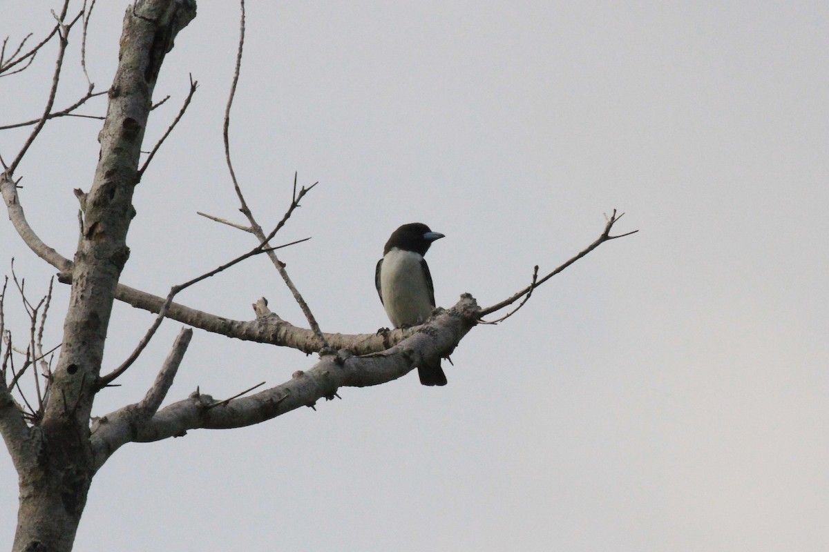 White-breasted Woodswallow - ML42448531