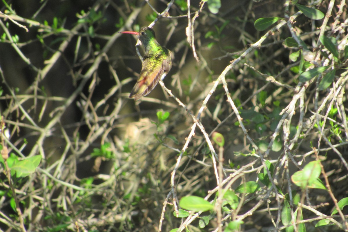 Buff-bellied Hummingbird - ML424493631