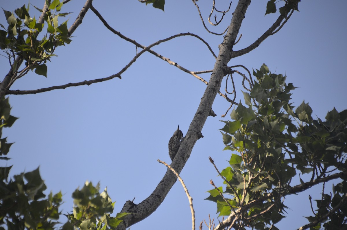 Striped Woodpecker - ML424495921