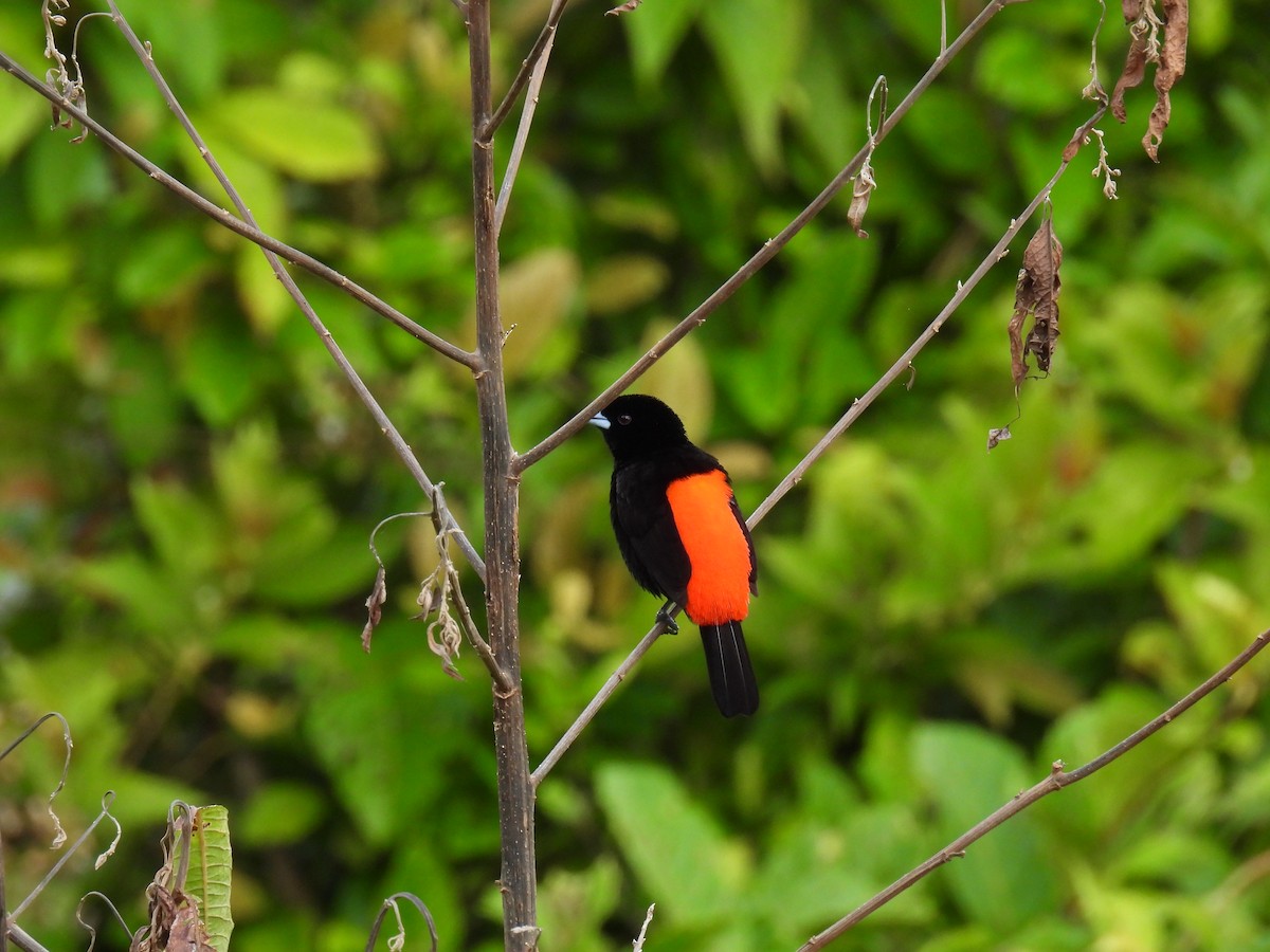 Scarlet-rumped Tanager - ML424497471