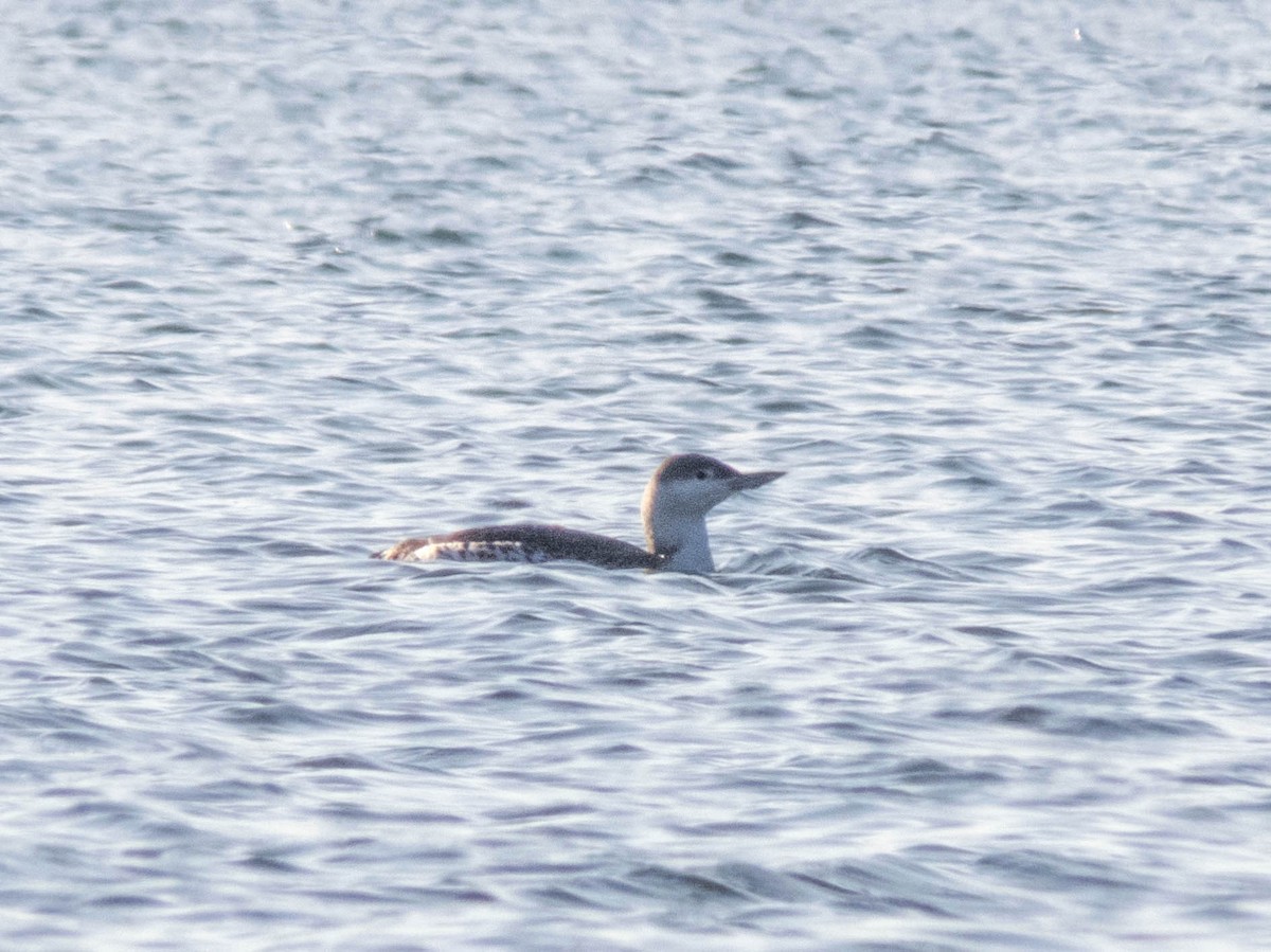 Red-throated Loon - ML424498851