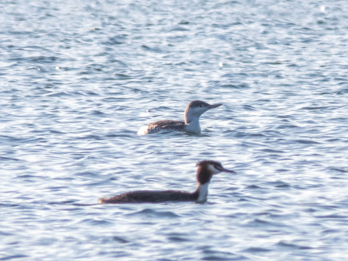 Red-throated Loon - ML424498871