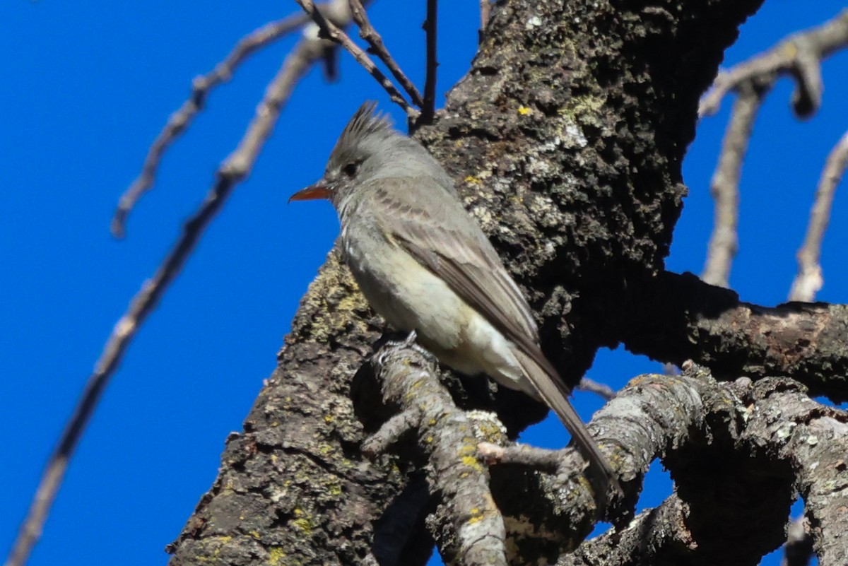 Greater Pewee - ML424499051