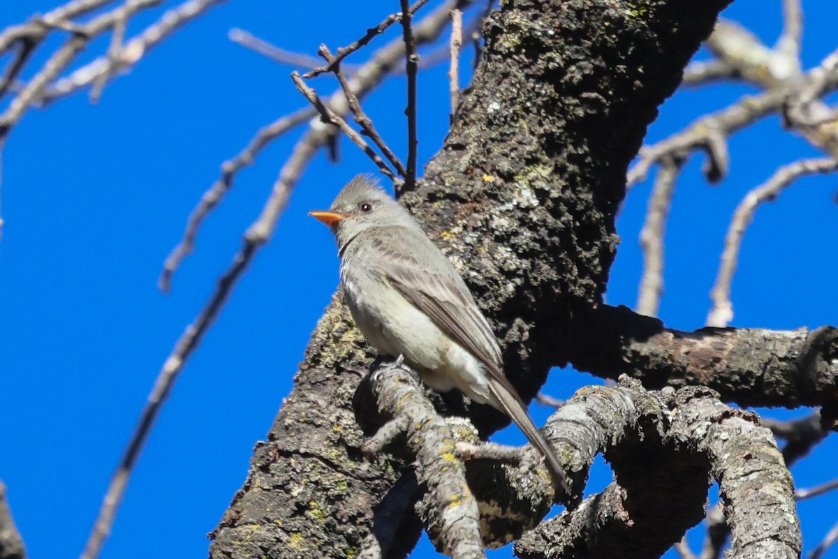 Greater Pewee - ML424499071