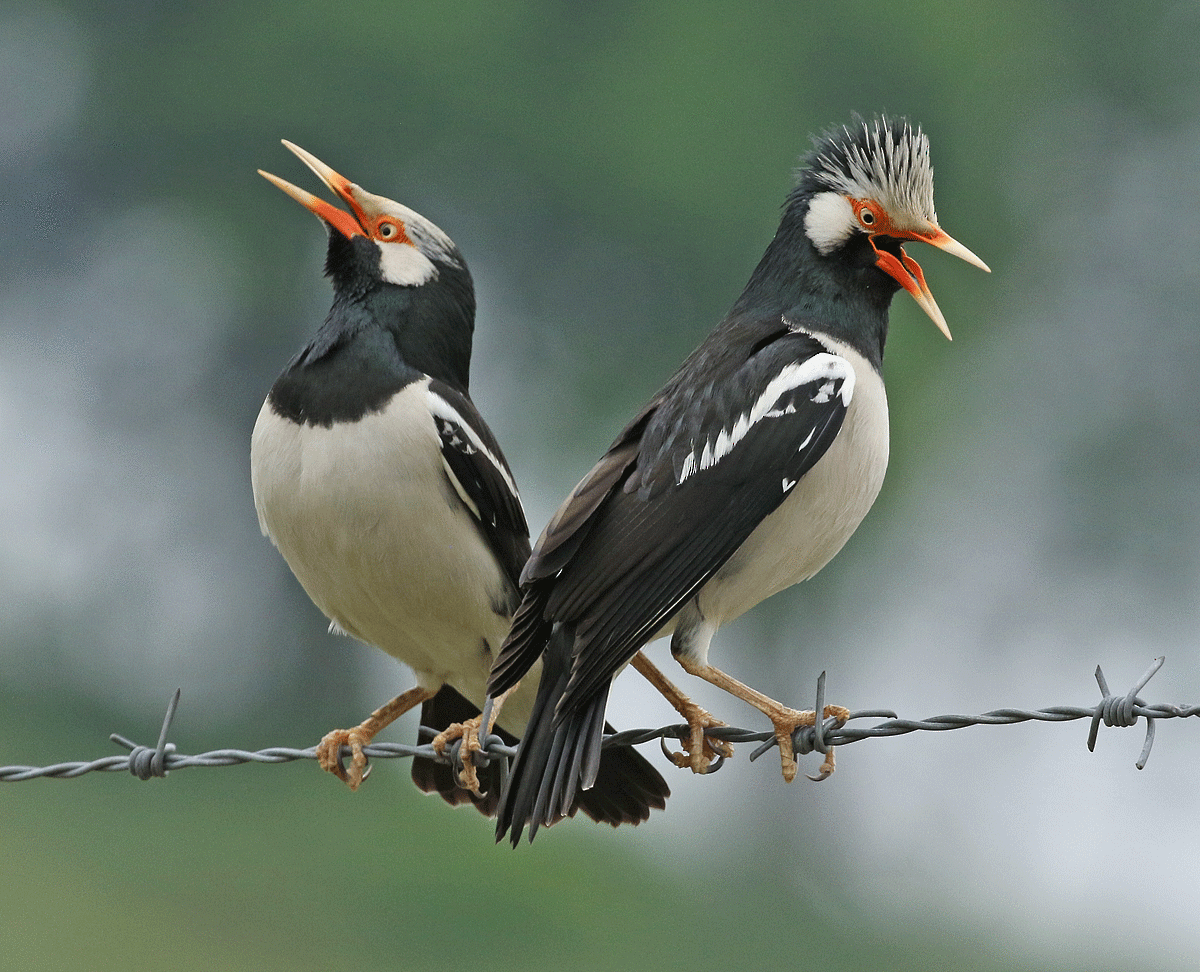 Asian Pied Starling - ML42450011