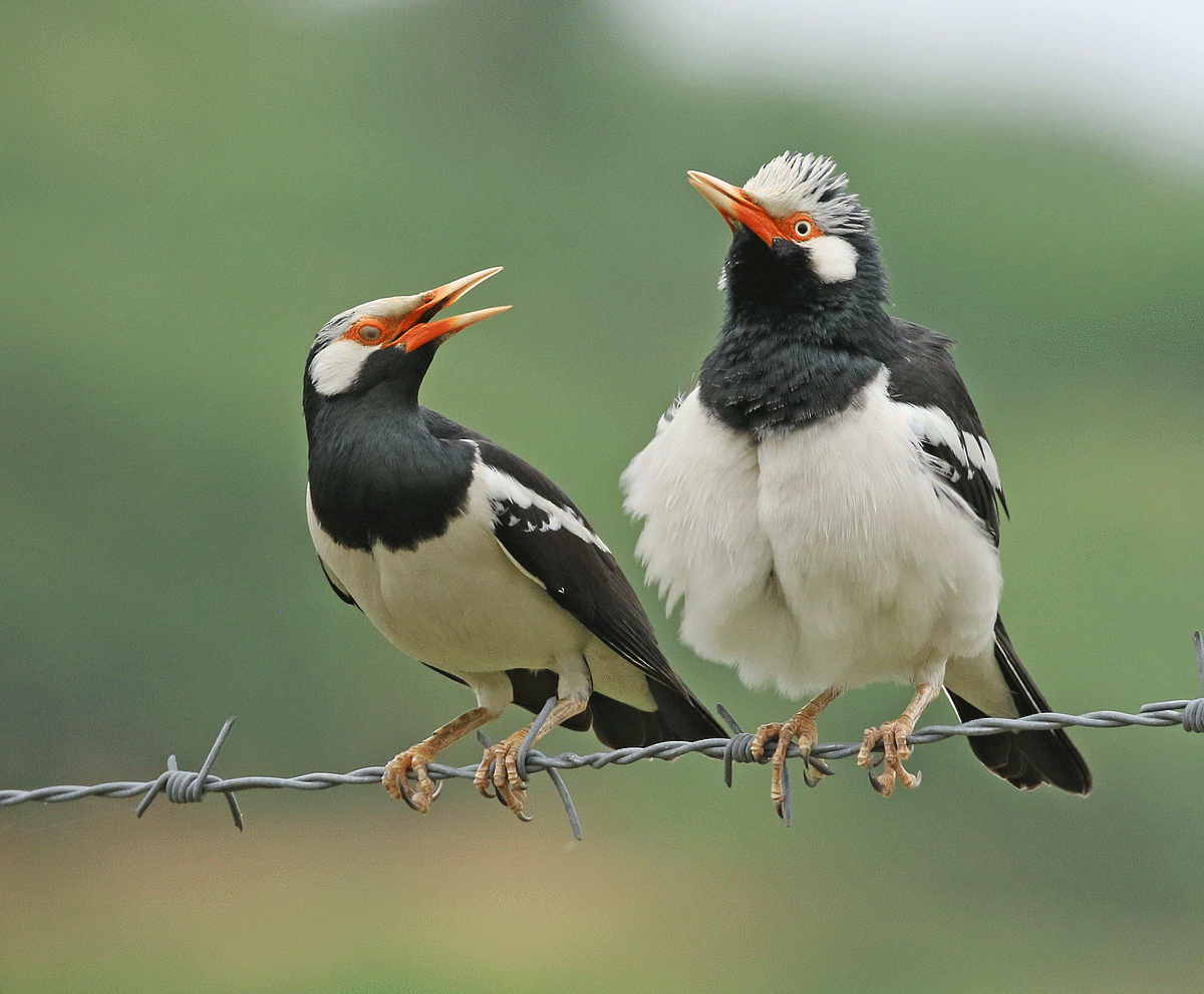 Asian Pied Starling - ML42450021