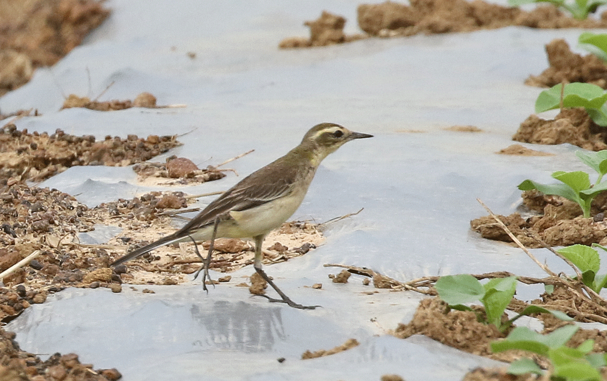 wagtail sp. - ML42450051
