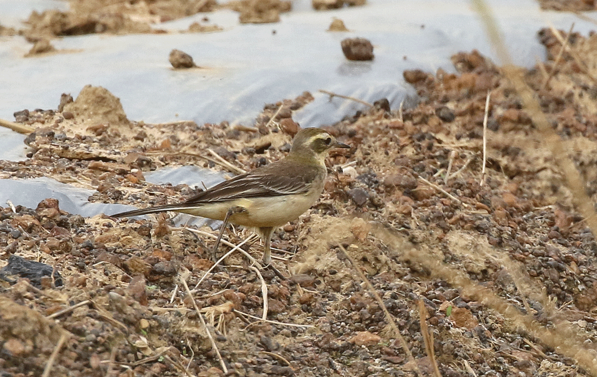 wagtail sp. - ML42450061