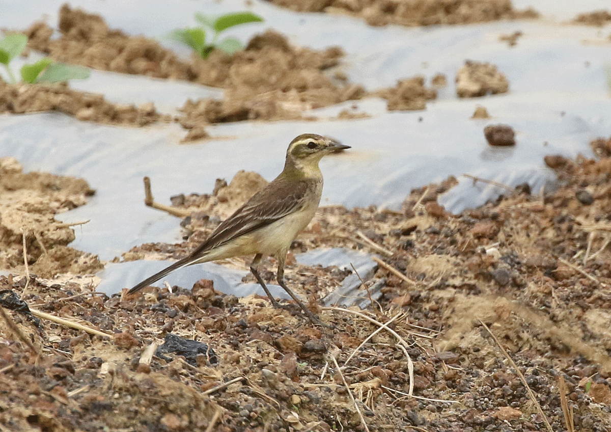 wagtail sp. - ML42450071