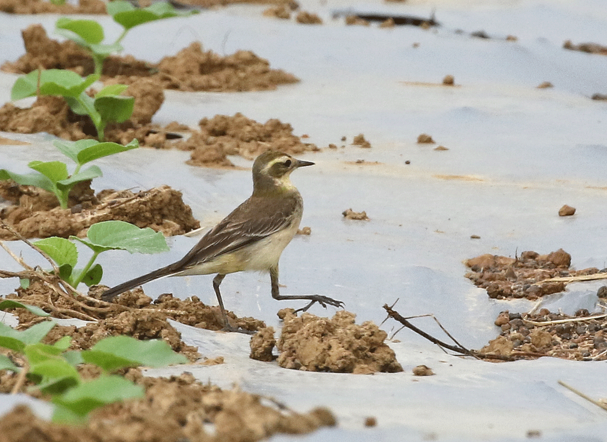 wagtail sp. - ML42450081
