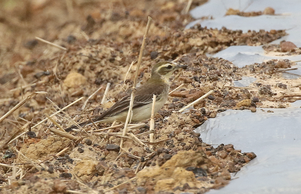 wagtail sp. - ML42450091