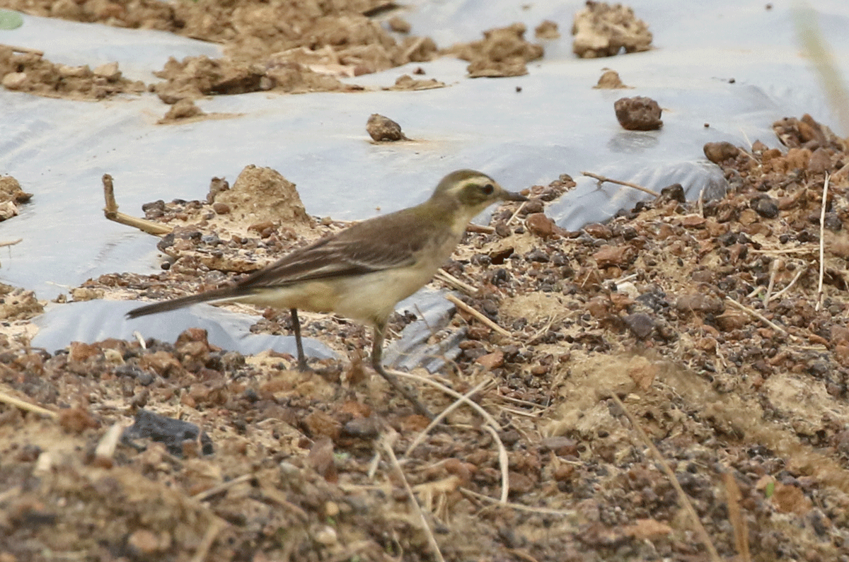 wagtail sp. - ML42450101