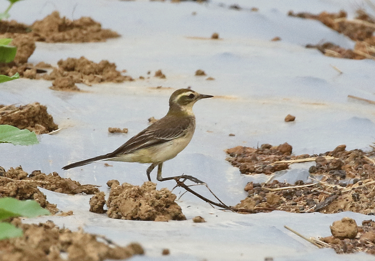 wagtail sp. - ML42450121