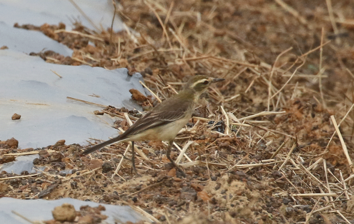 wagtail sp. - ML42450131