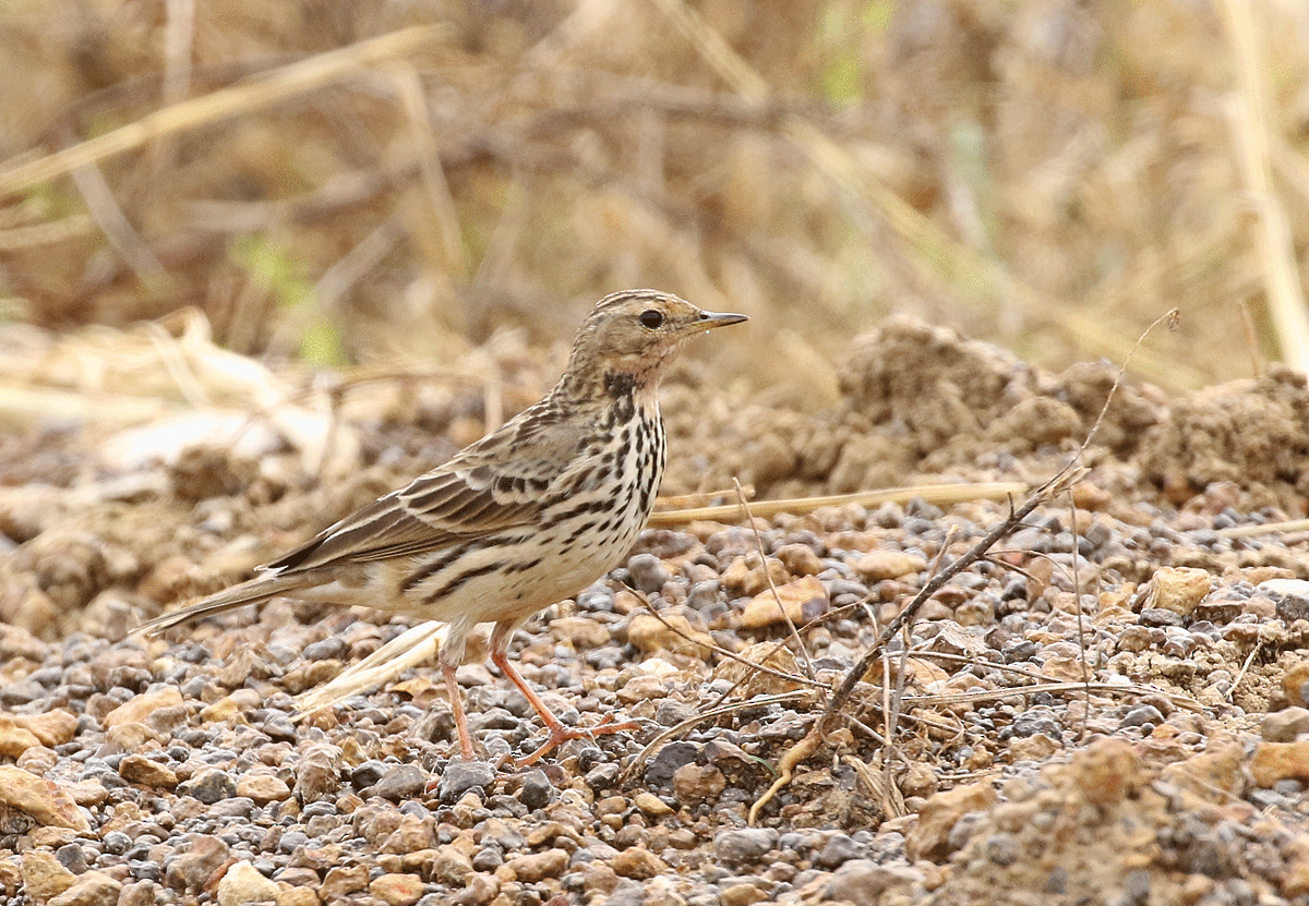 Red-throated Pipit - ML42450181