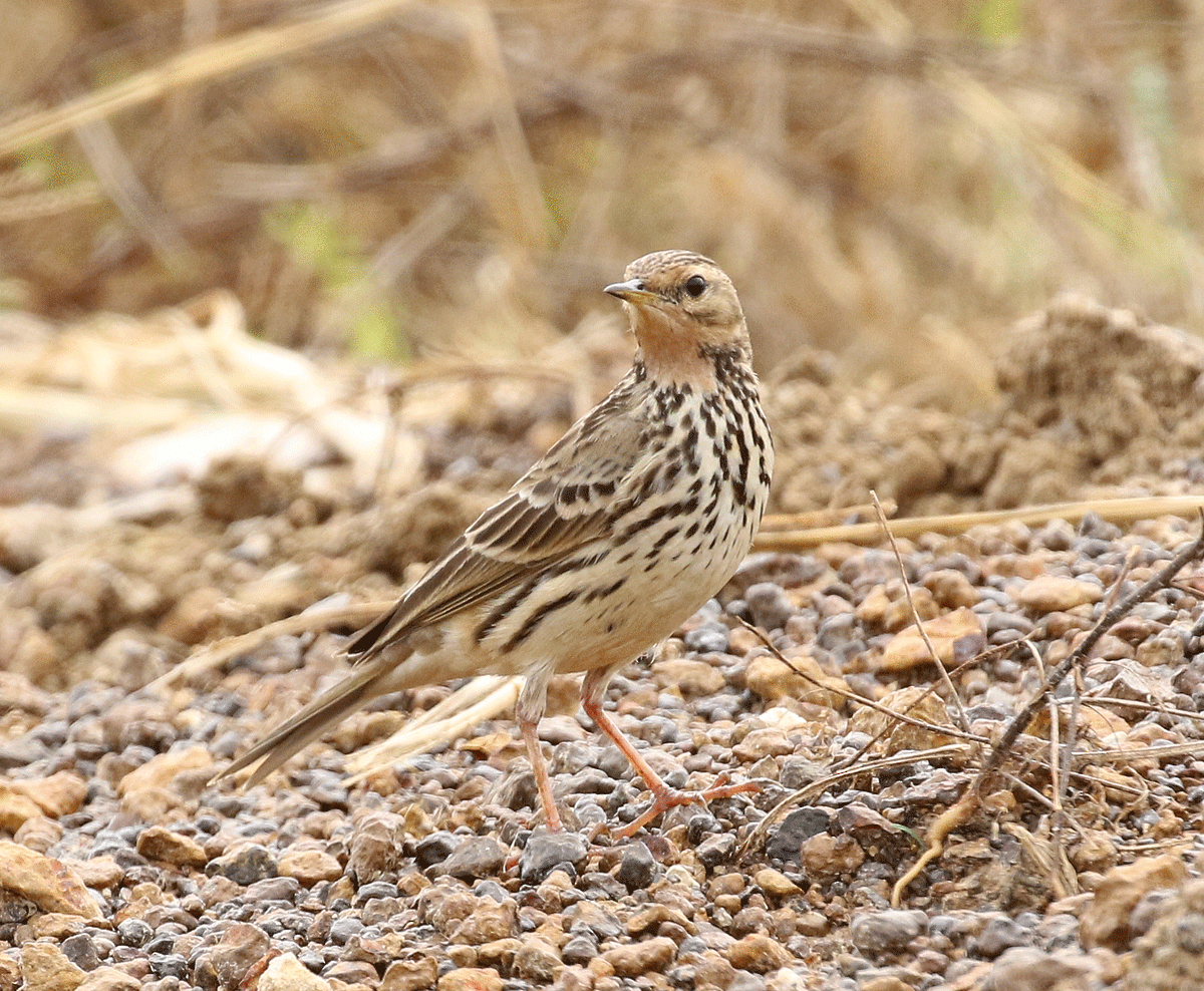 Red-throated Pipit - ML42450191
