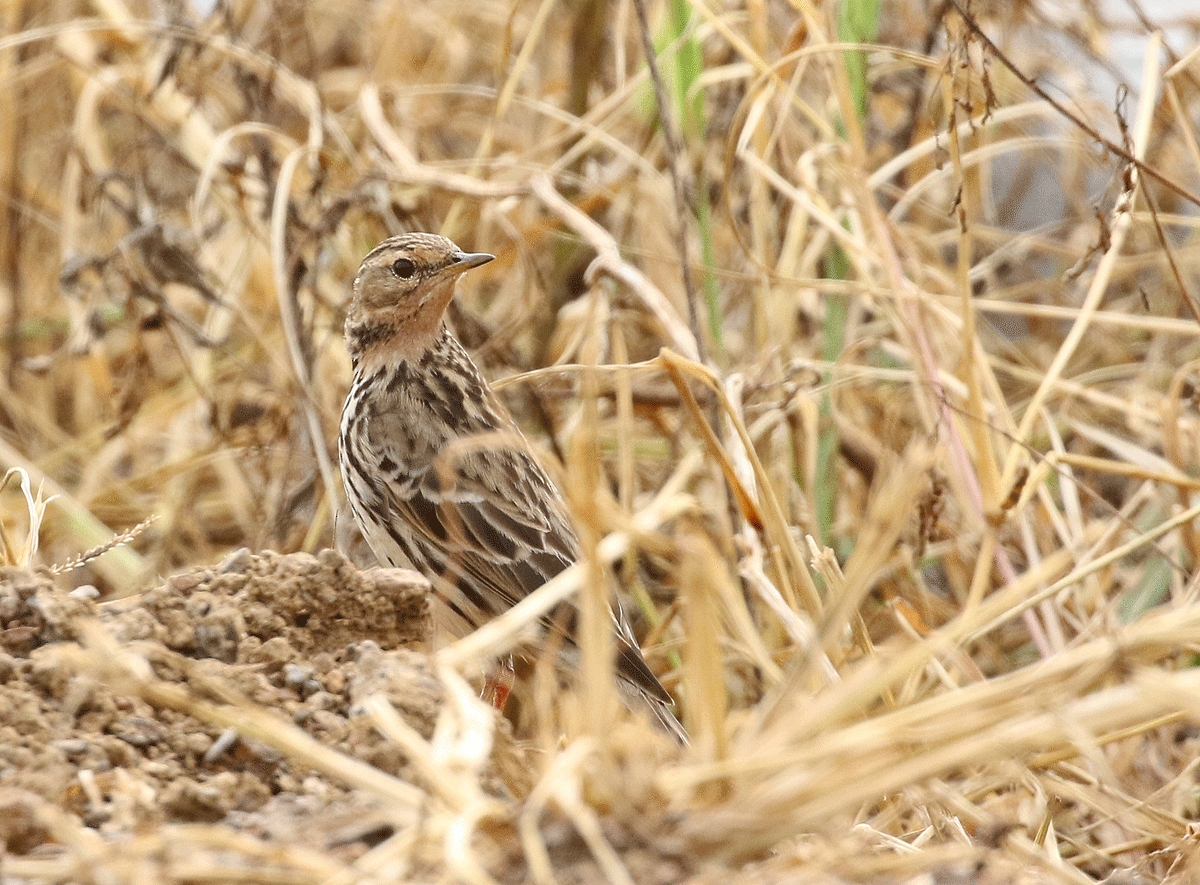 Red-throated Pipit - ML42450201