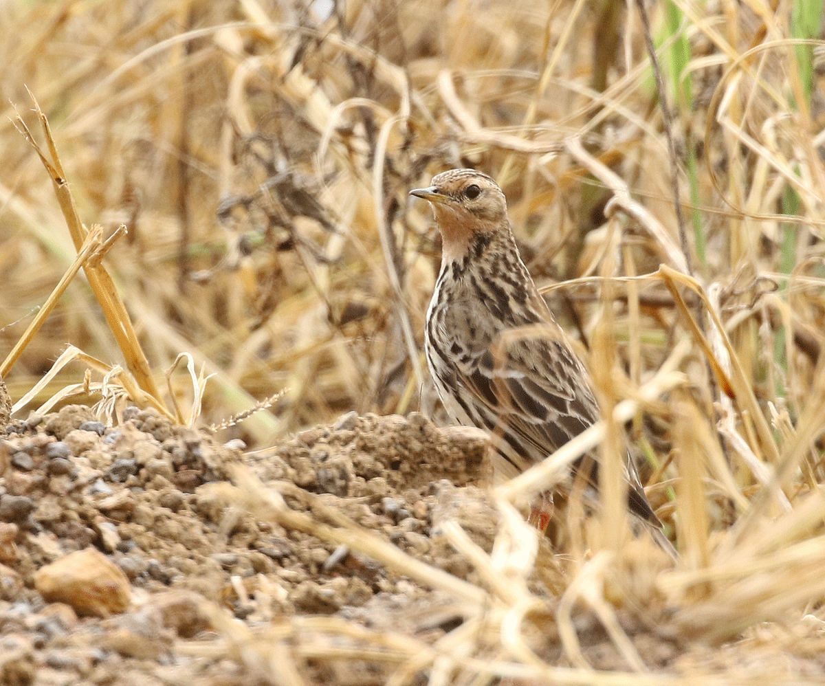 Red-throated Pipit - ML42450211
