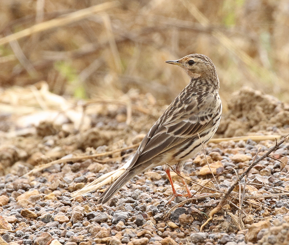 Red-throated Pipit - ML42450221