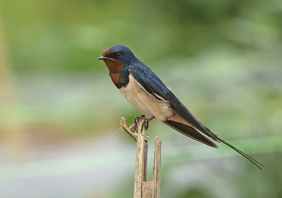 Barn Swallow - Dave Bakewell