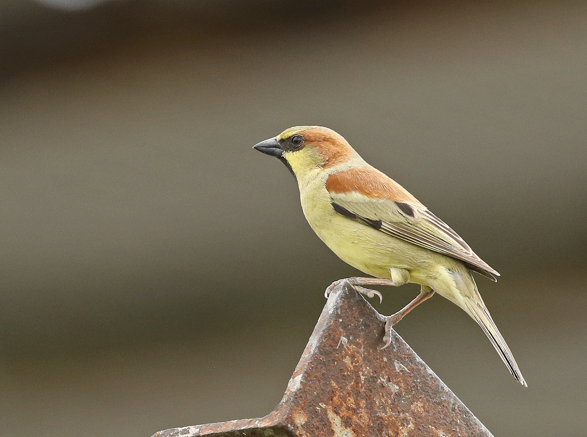 Plain-backed Sparrow - ML42450291