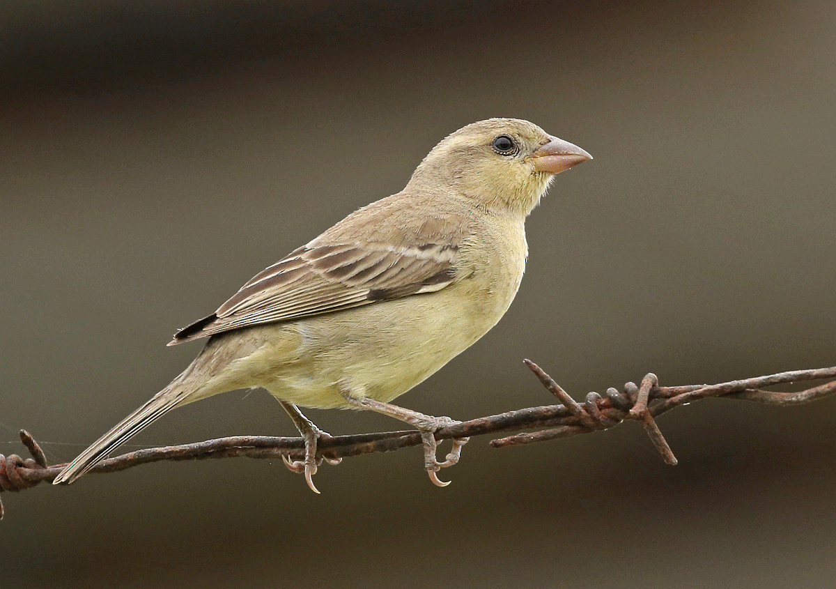 Plain-backed Sparrow - ML42450301