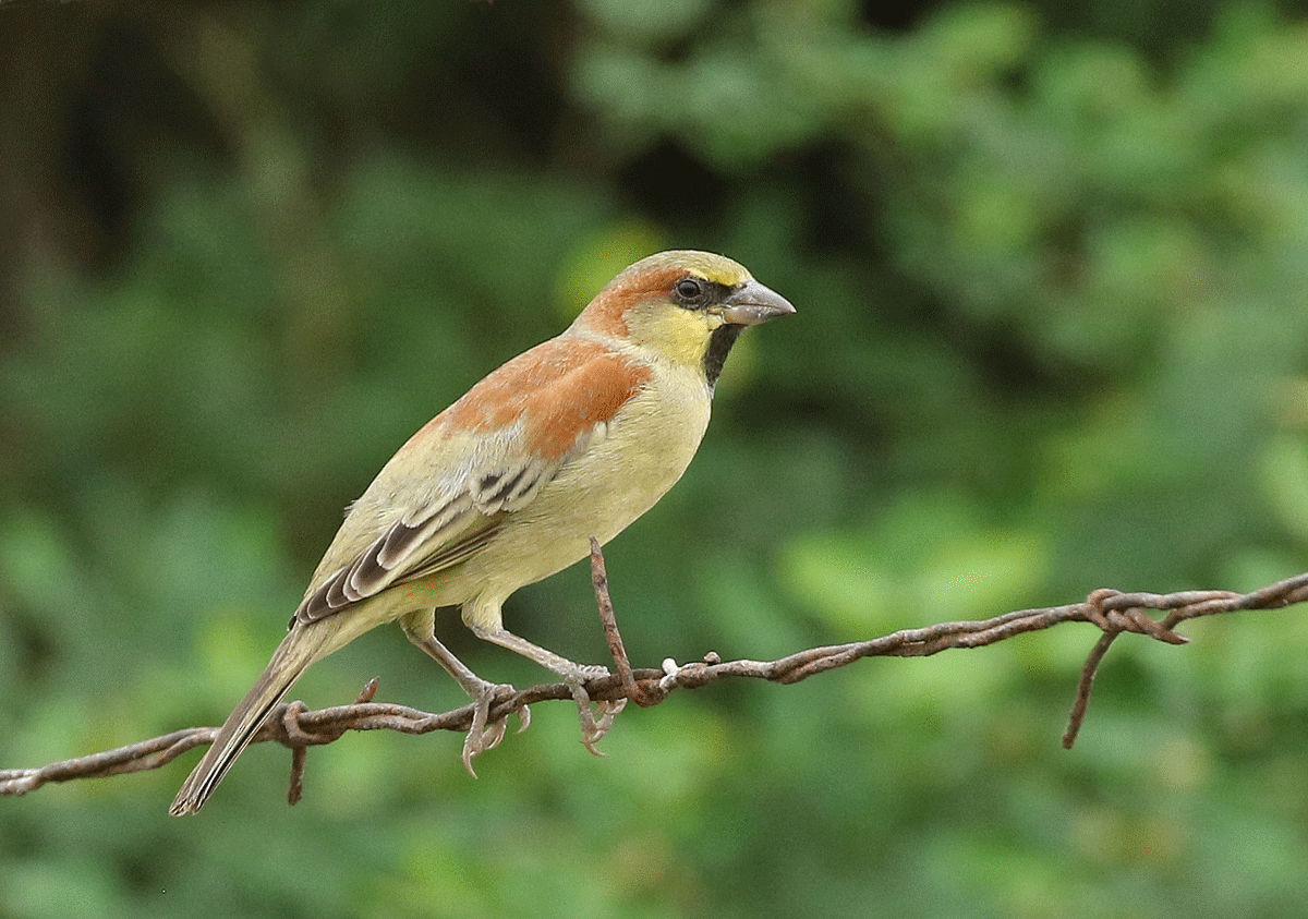 Plain-backed Sparrow - Dave Bakewell