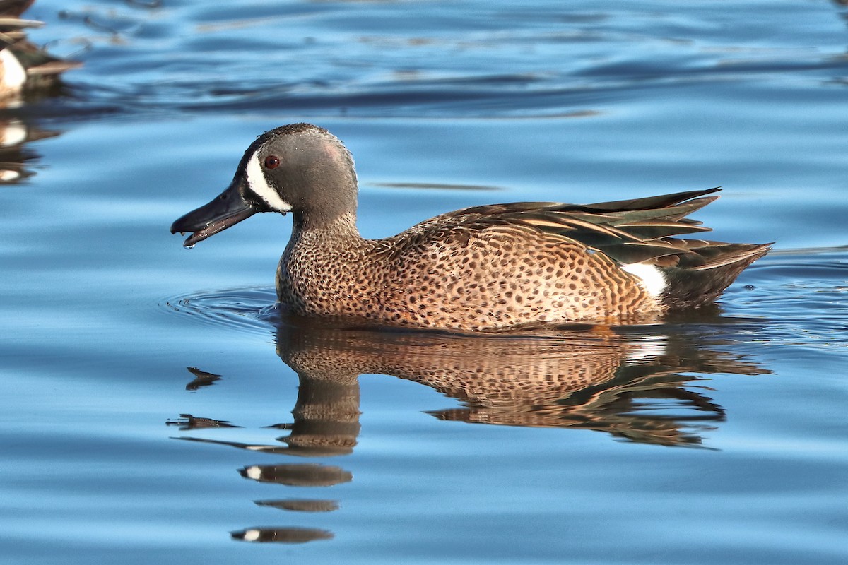 Blue-winged Teal - ML424511641