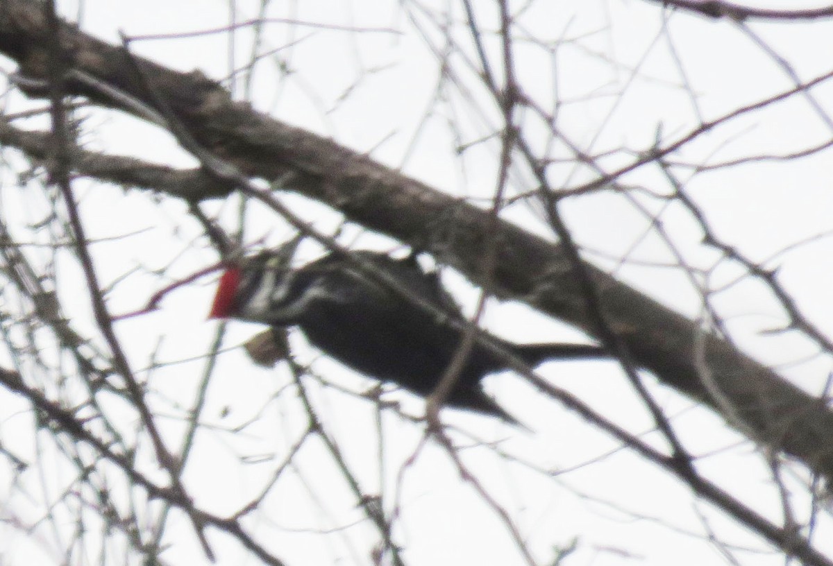 Pileated Woodpecker - ML42451281