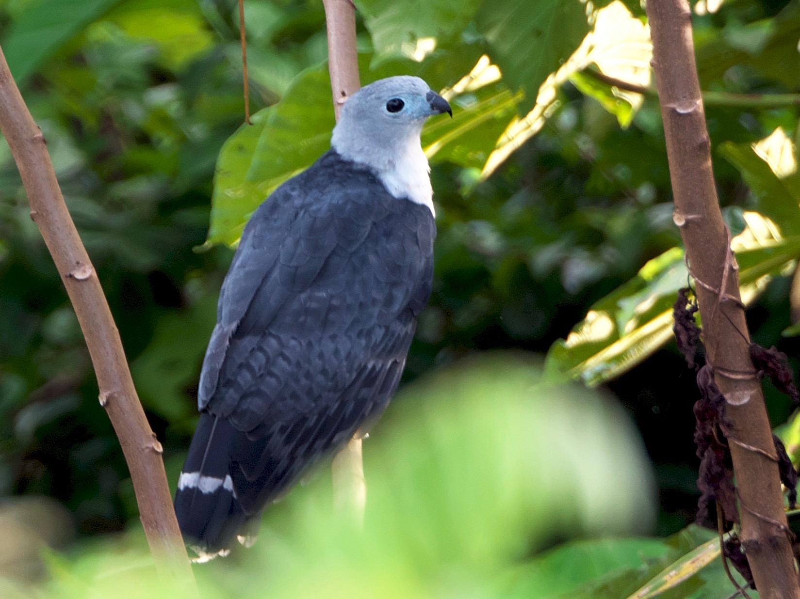 Gray-headed Kite - eBird