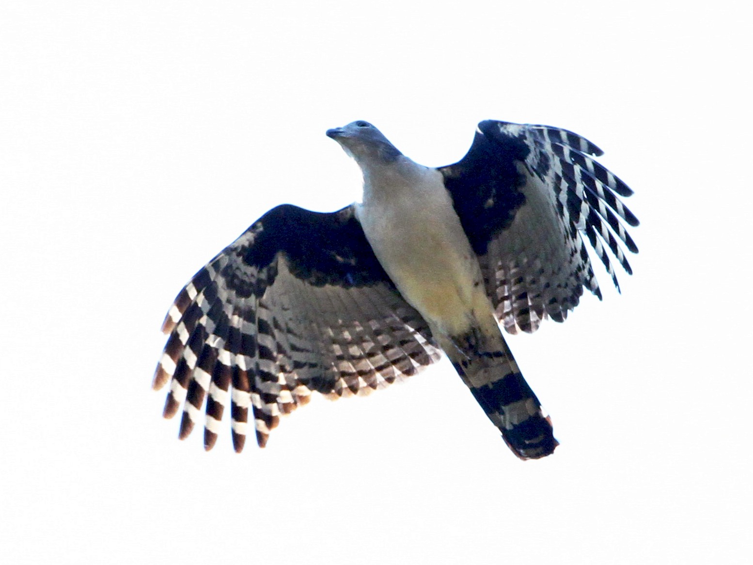 Gray-headed Kite - Ian Davies