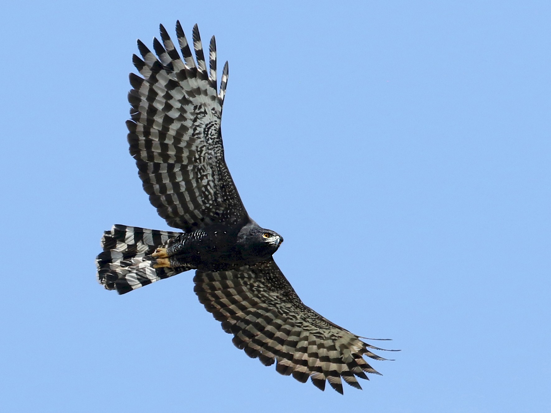 Aguila Crestuda Negra - eBird Argentina