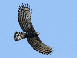  - Black Hawk-Eagle