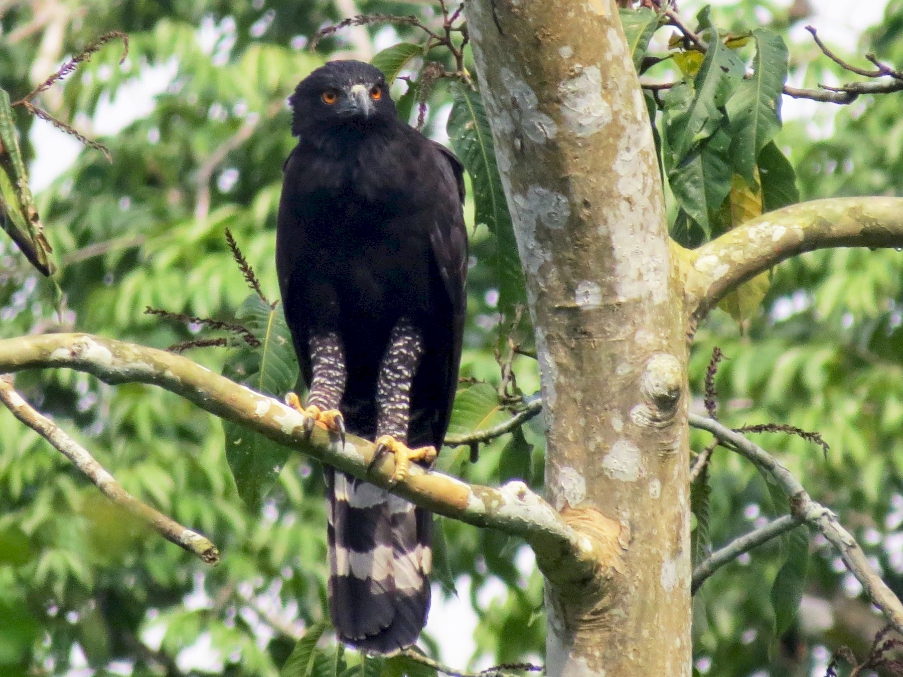 Black HawkEagle eBird