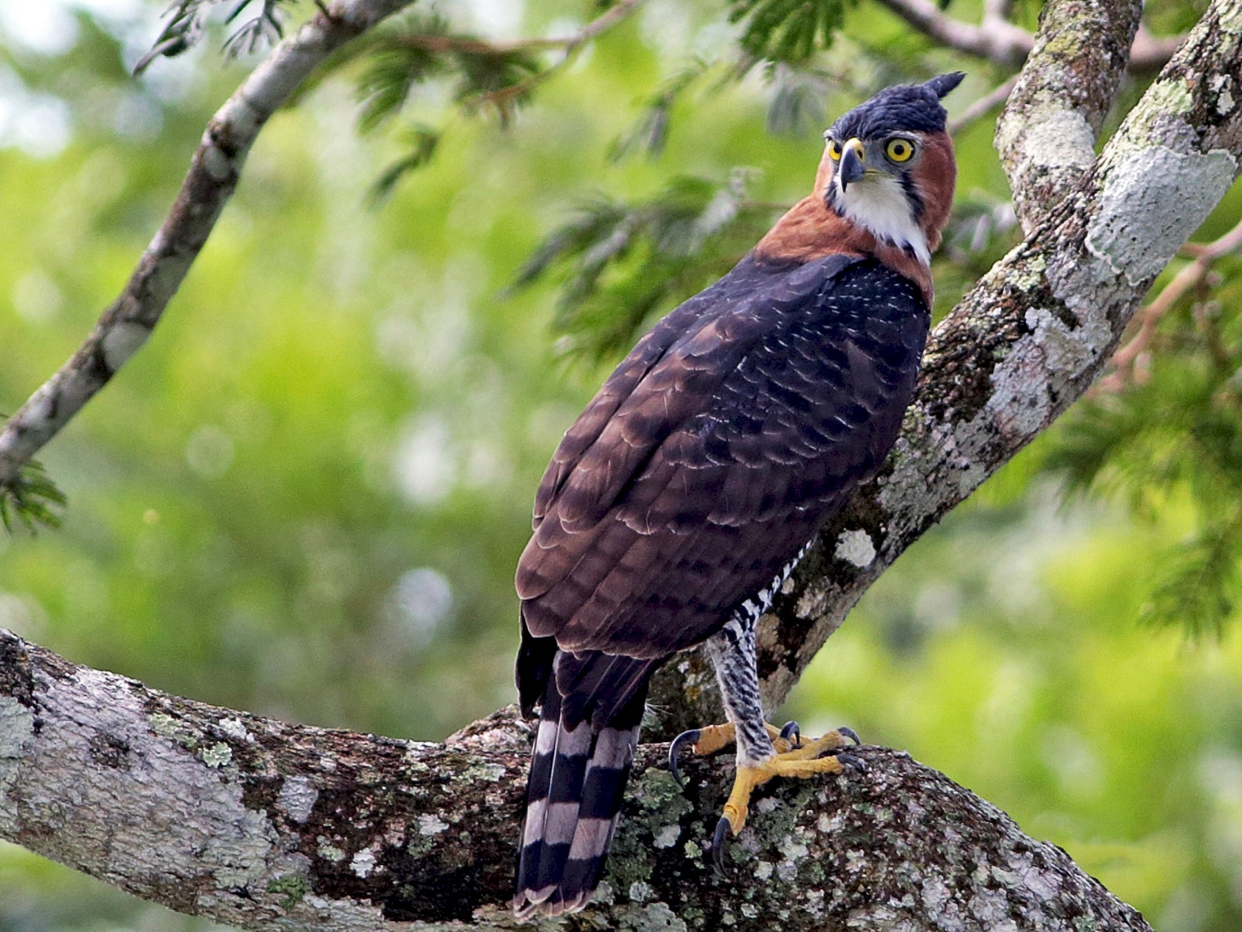 Ornate Hawk-Eagle - Alfonso Escajadillo
