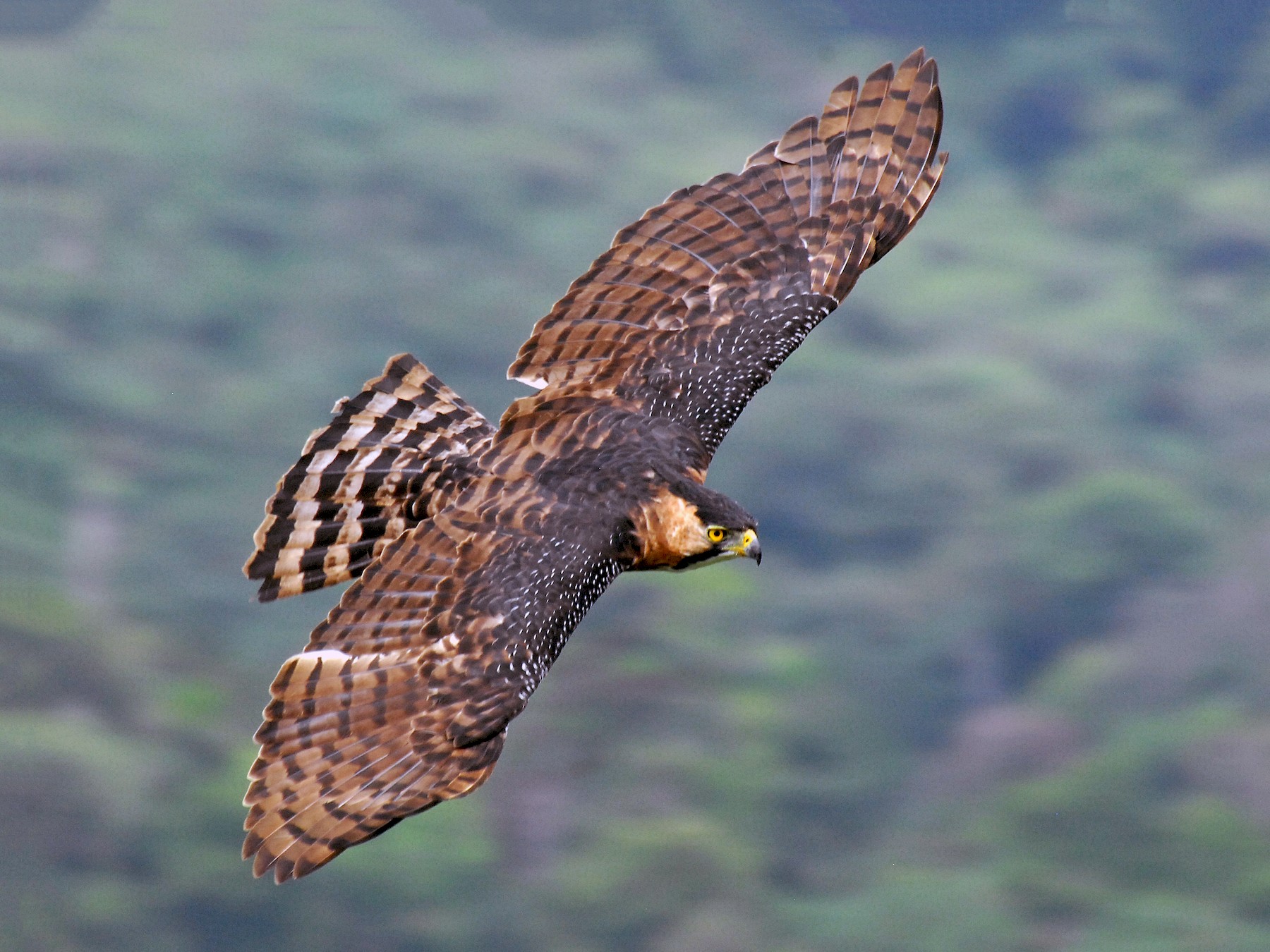 Ornate Hawk-Eagle - David M. Bell