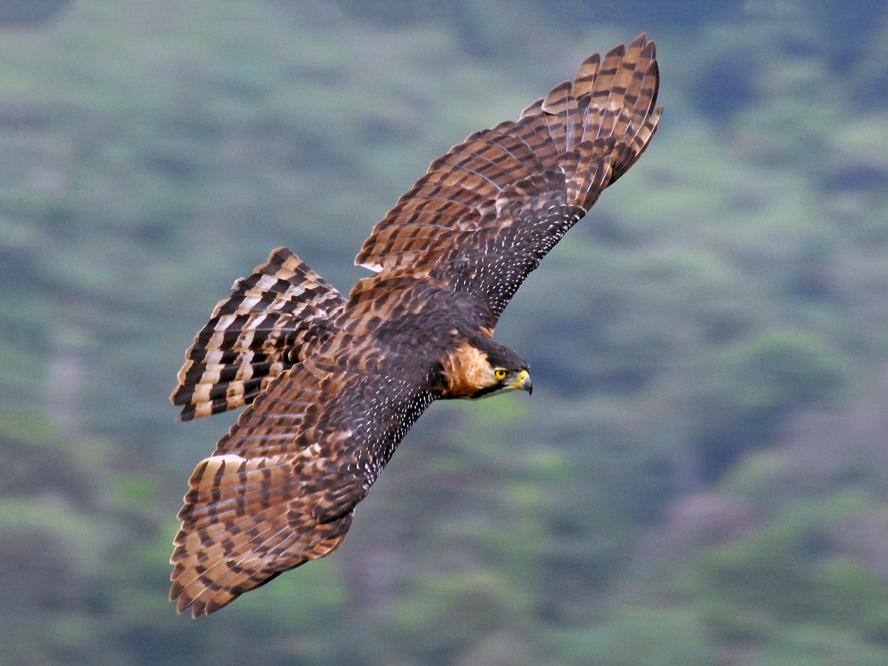 Ornate Hawk Eagle Flying