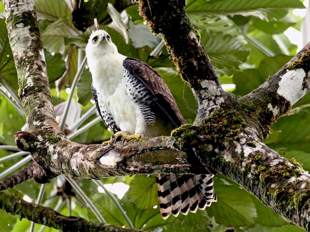 Juvenile - Ornate Hawk-Eagle - 