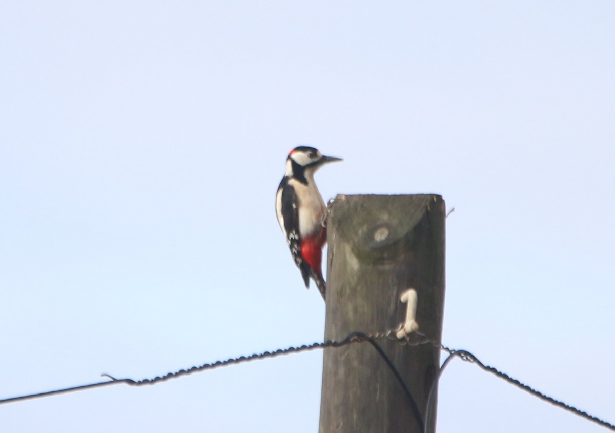 Great Spotted Woodpecker - ML42452961